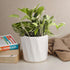 White Hexa Ceramic Planter - The Earth Store - Planter